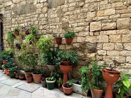 Bari