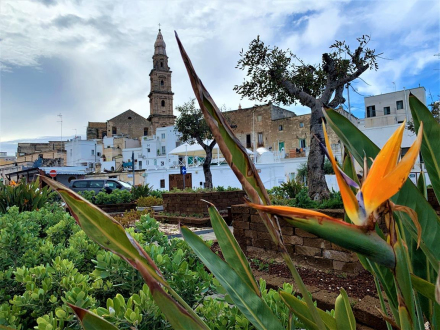 Monopoli