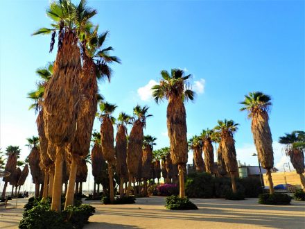 Plaże - Tel Aviv