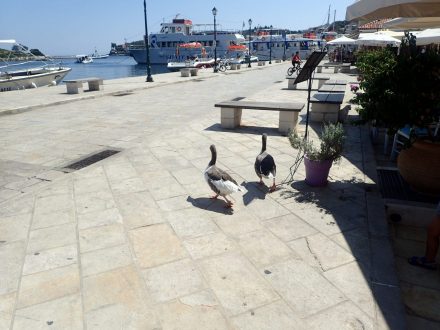 Paxos i Antipaxos