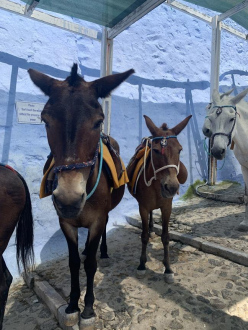 Schody z osiołkami - Fira - Santorini
