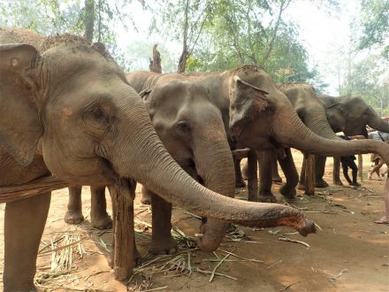 Elephant Heaven