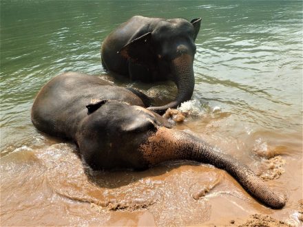 Elephant Heaven
