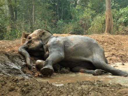 Elephant Heaven