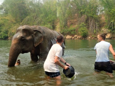 Elephant Heaven