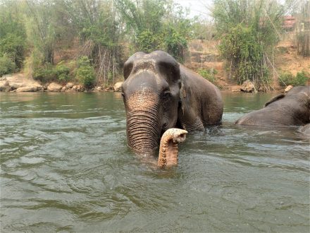 Elephant Heaven
