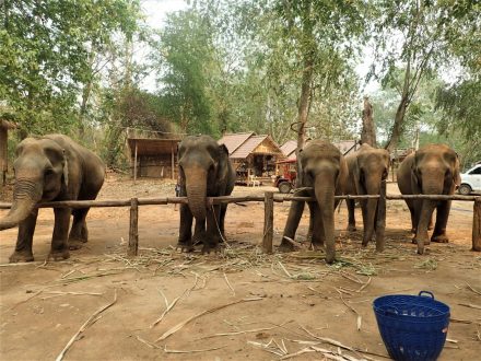 Elephant Heaven
