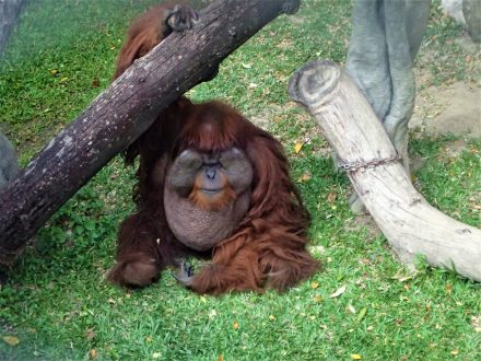 Zoo w Bangkoku