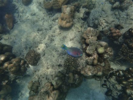 Koh Kradan
