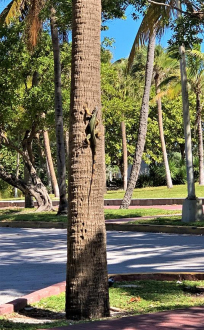 Miami