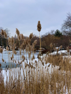 Central Park