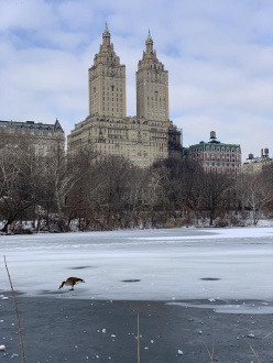 Central Park