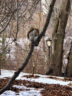 Central Park