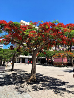 Plaza de la Constitución - La Gomera