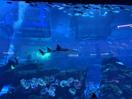 Dubai Mall - akwarium